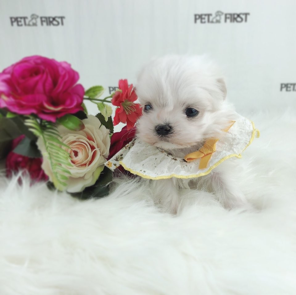 말티즈 입양합니다