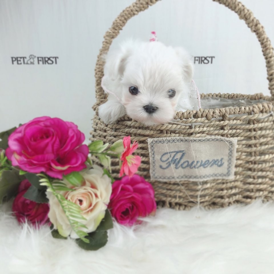 말티즈 입양합니다