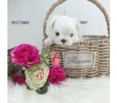 말티즈 입양합니다