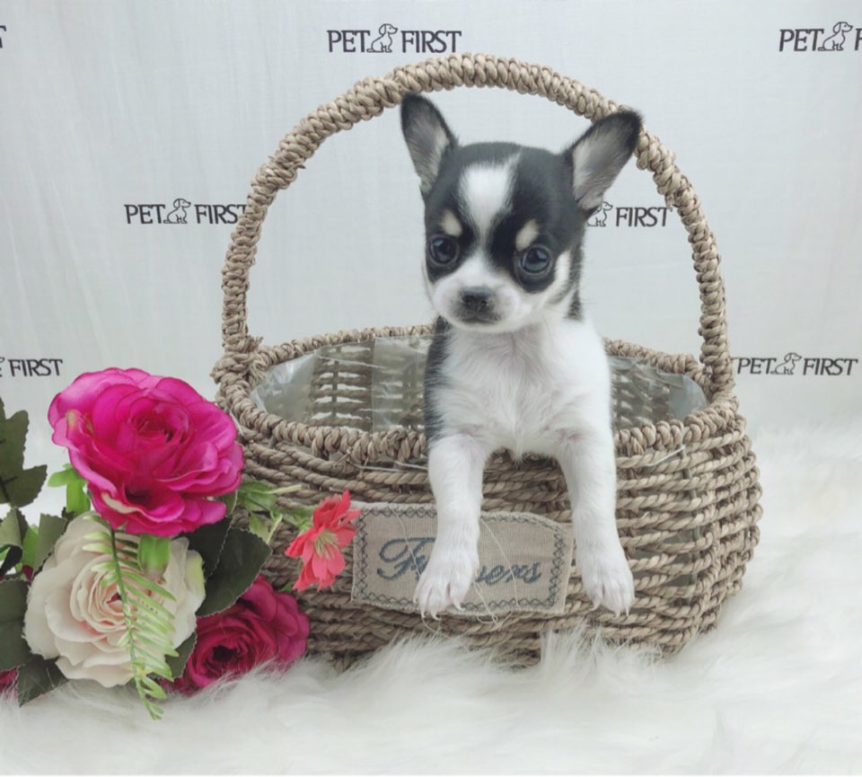 치와와 입양합니다