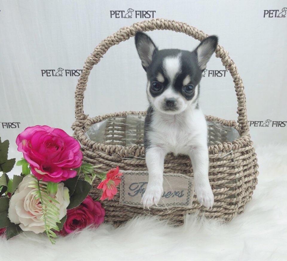 치와와 입양합니다