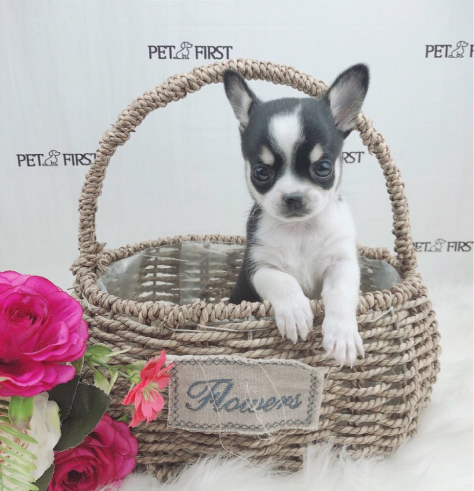 치와와 입양합니다