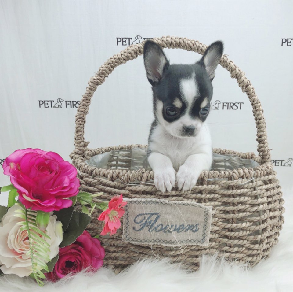 치와와 입양합니다