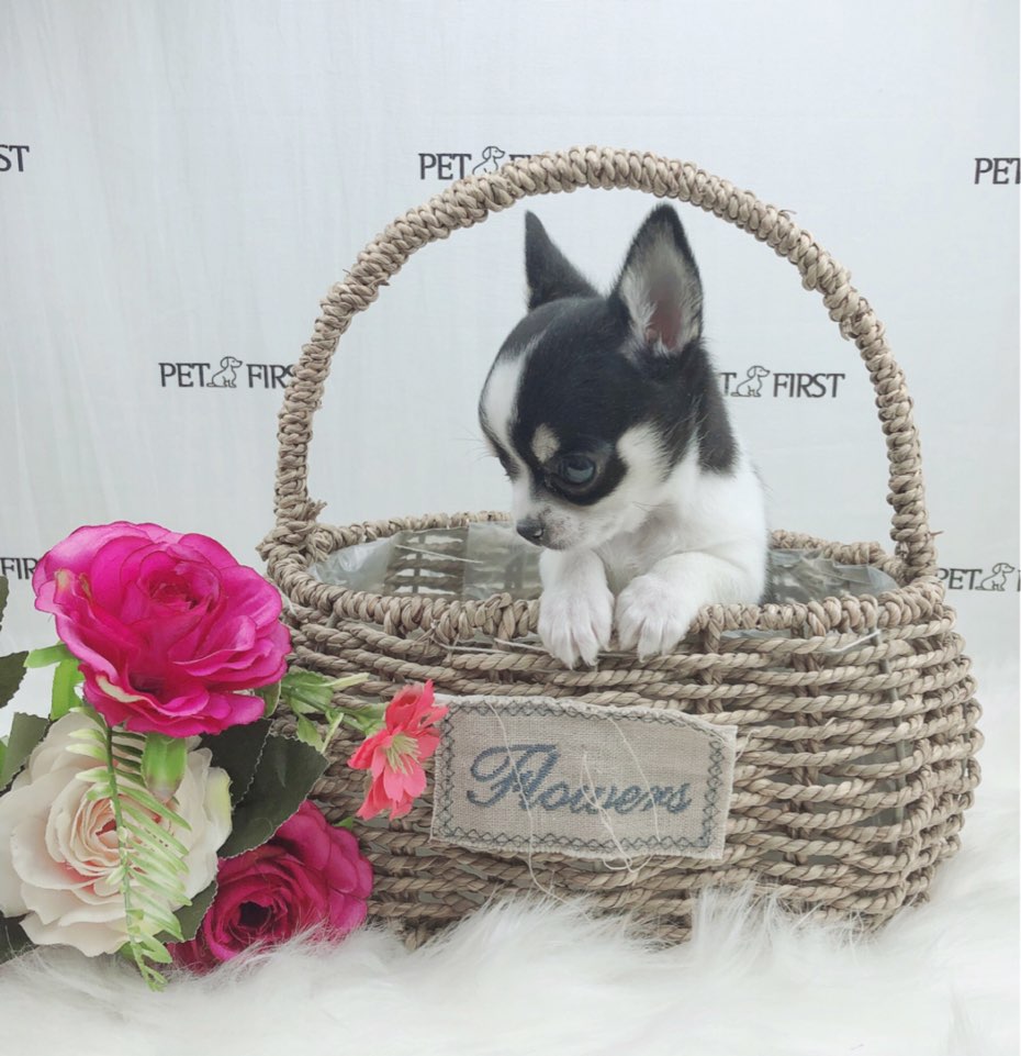 치와와 입양합니다