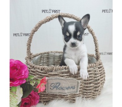 치와와 입양합니다