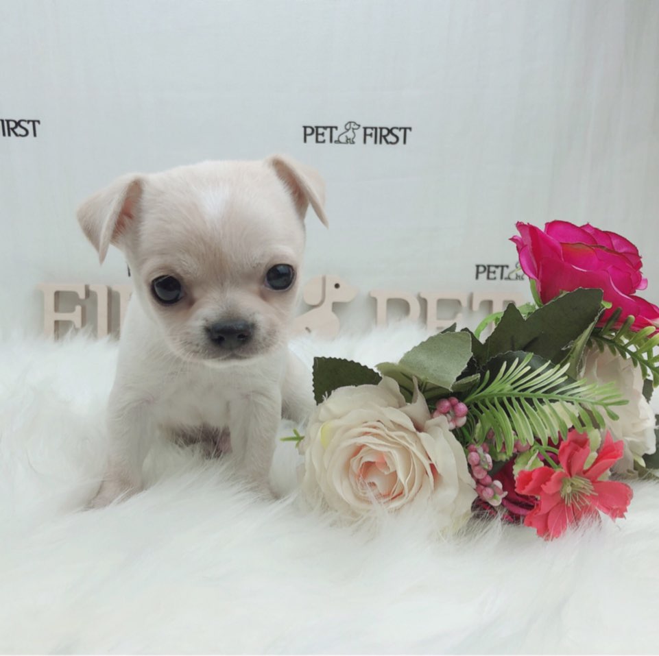 치와와 입양합니다