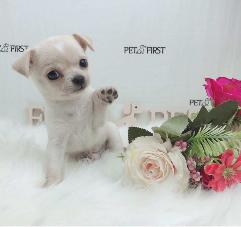 치와와 입양합니다