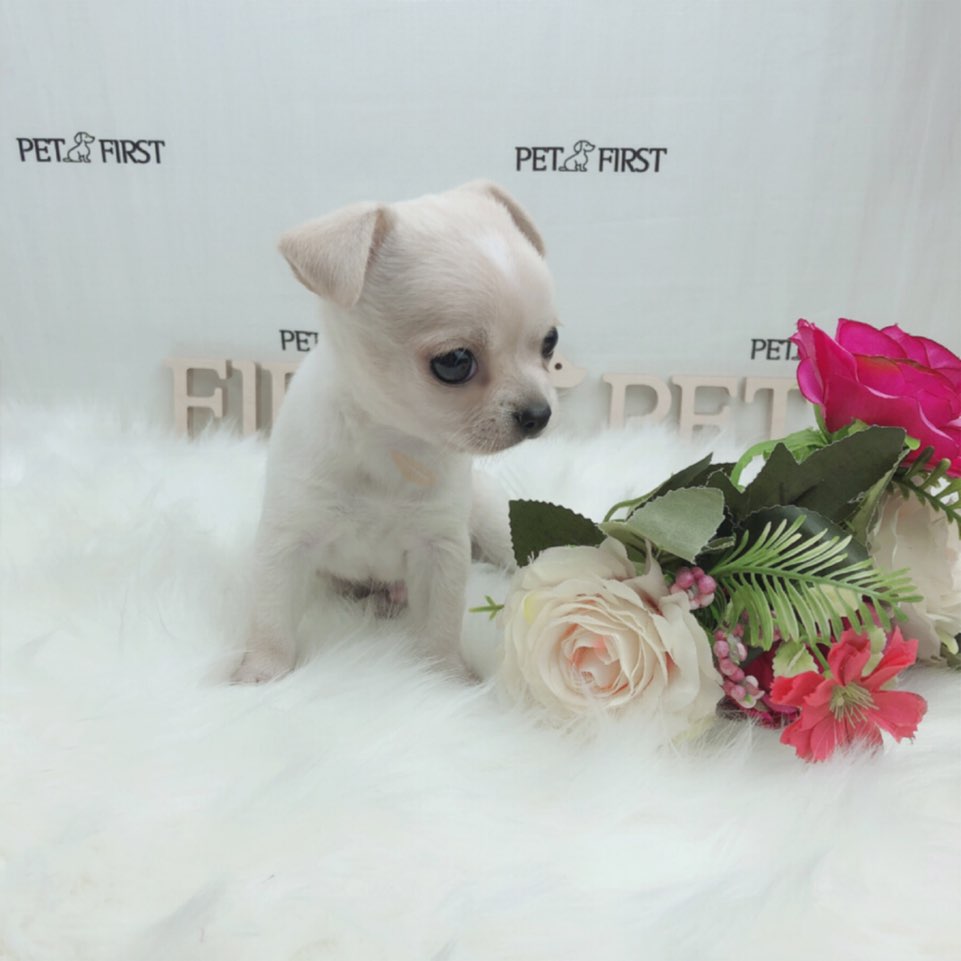 치와와 입양합니다