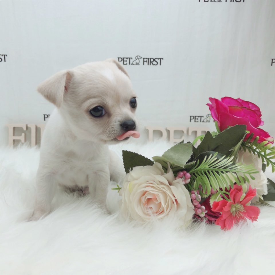 치와와 입양합니다