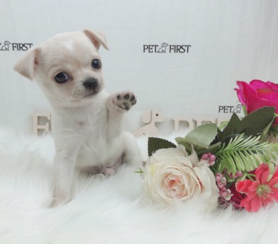 치와와 입양합니다