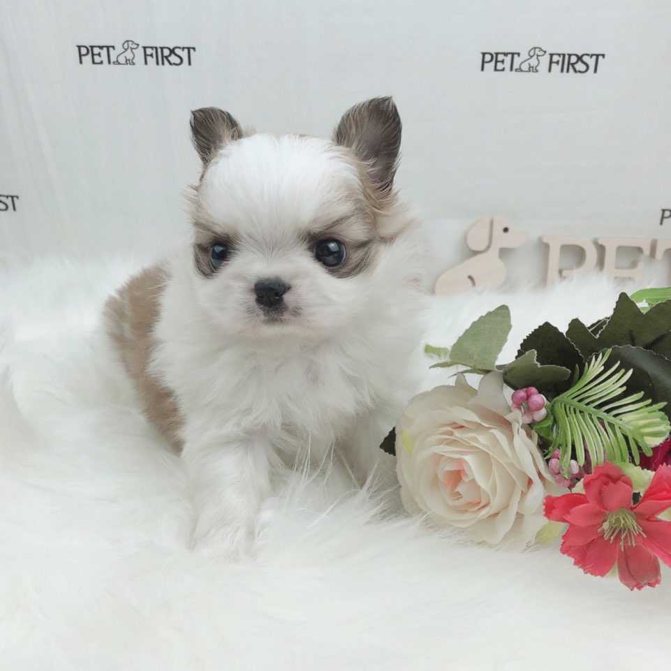 치와와 입양합니다