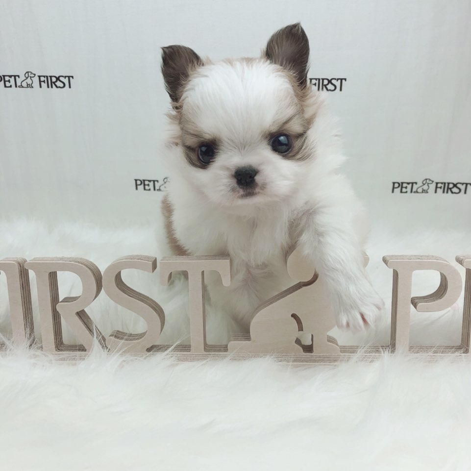 치와와 입양합니다