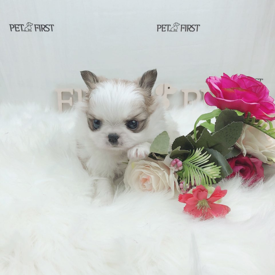 치와와 입양합니다