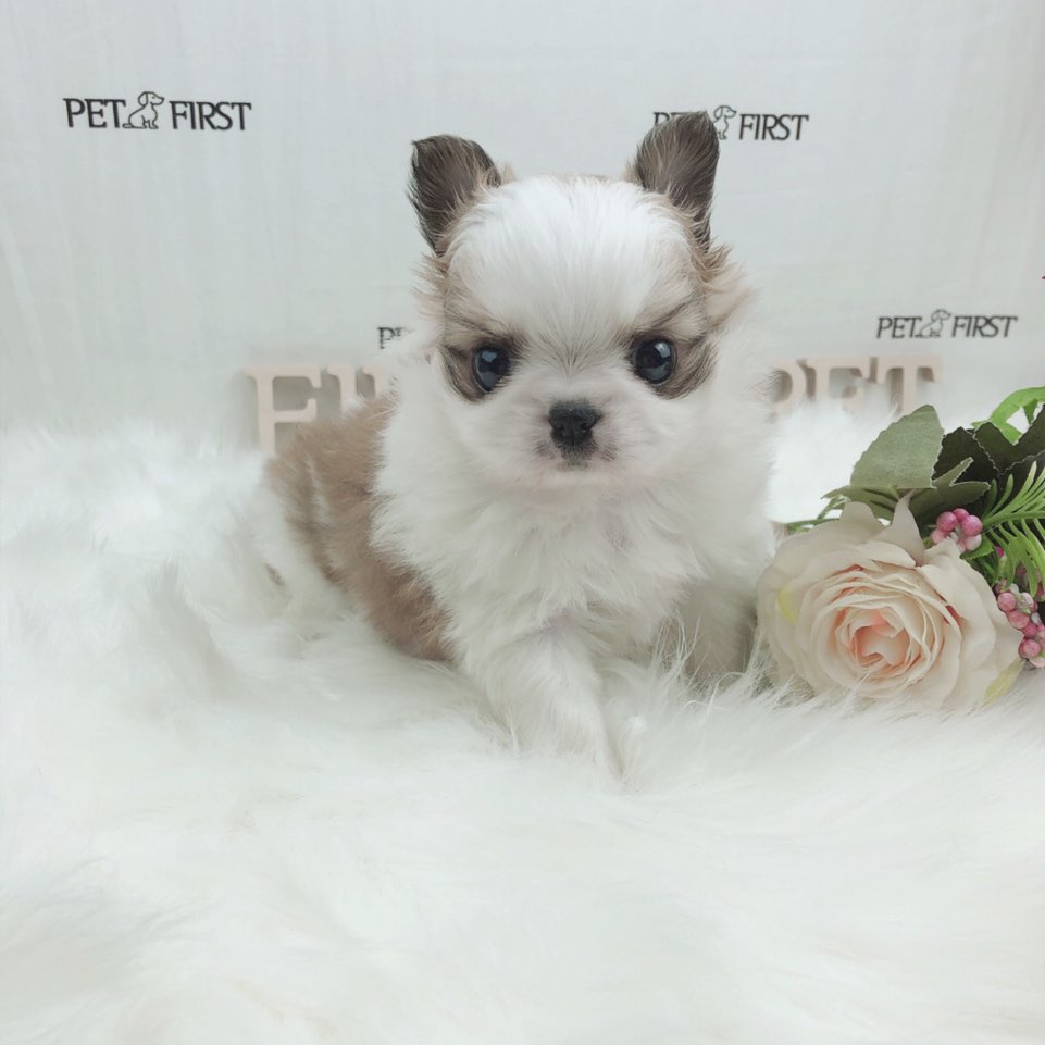 치와와 입양합니다