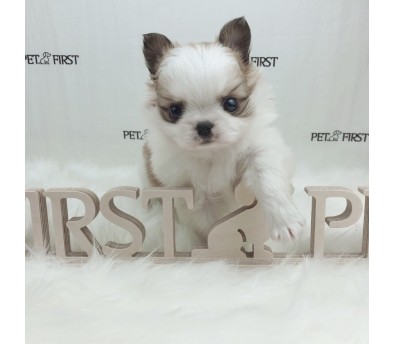 치와와 입양합니다