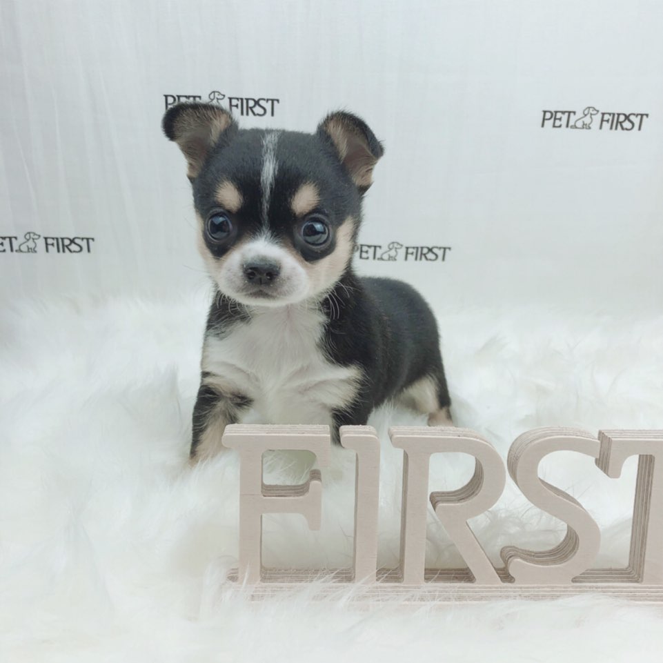 치와와 입양합니다