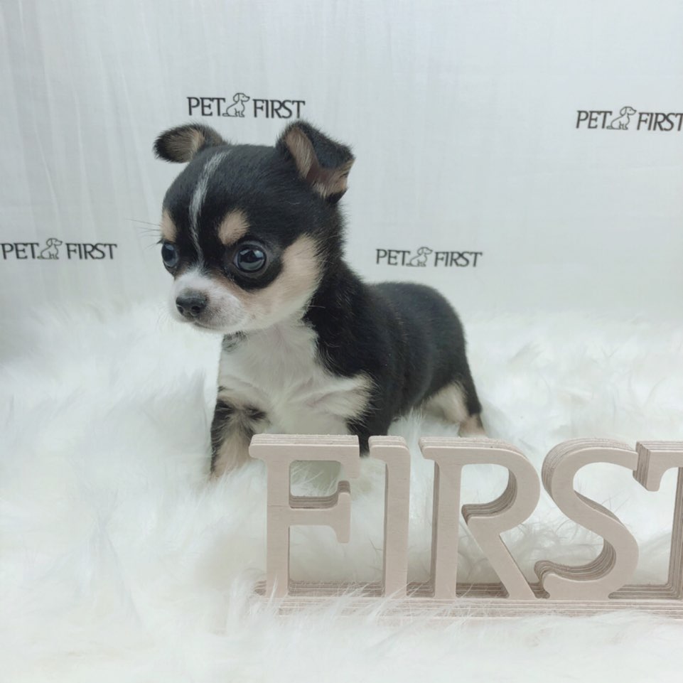 치와와 입양합니다