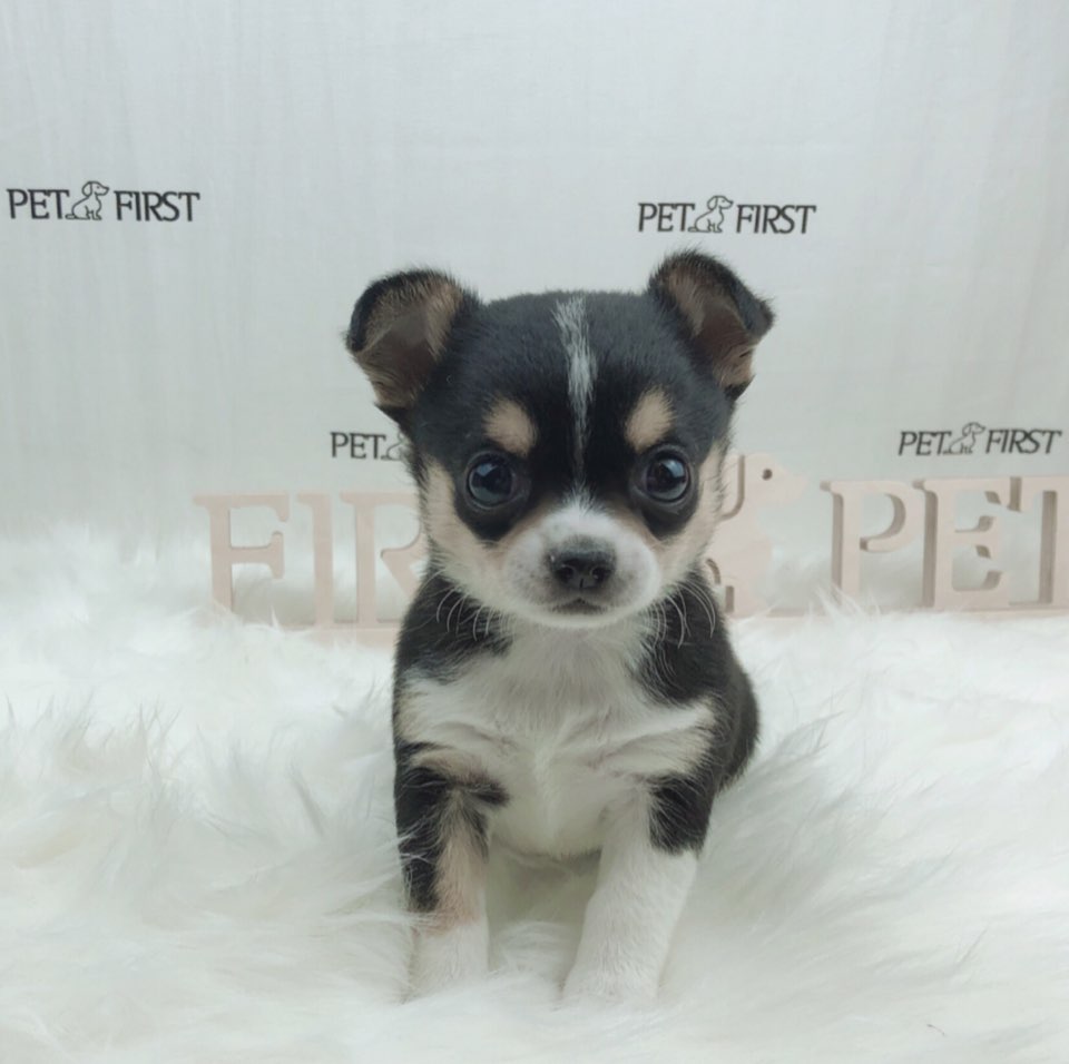 치와와 입양합니다