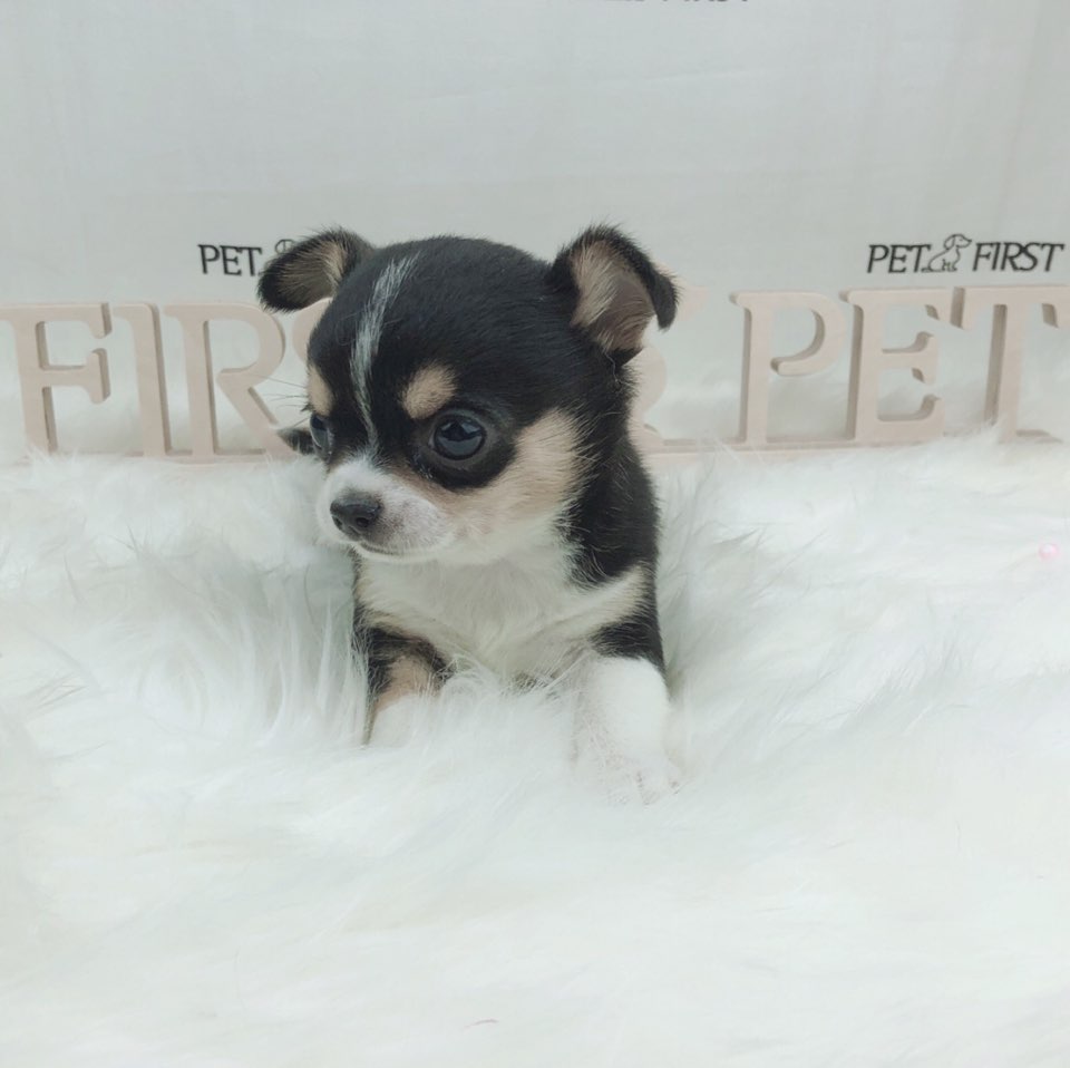 치와와 입양합니다