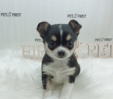 치와와 입양합니다