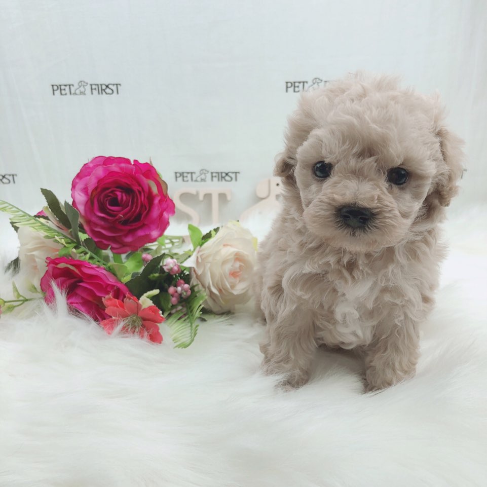 토이푸들 입양합니다