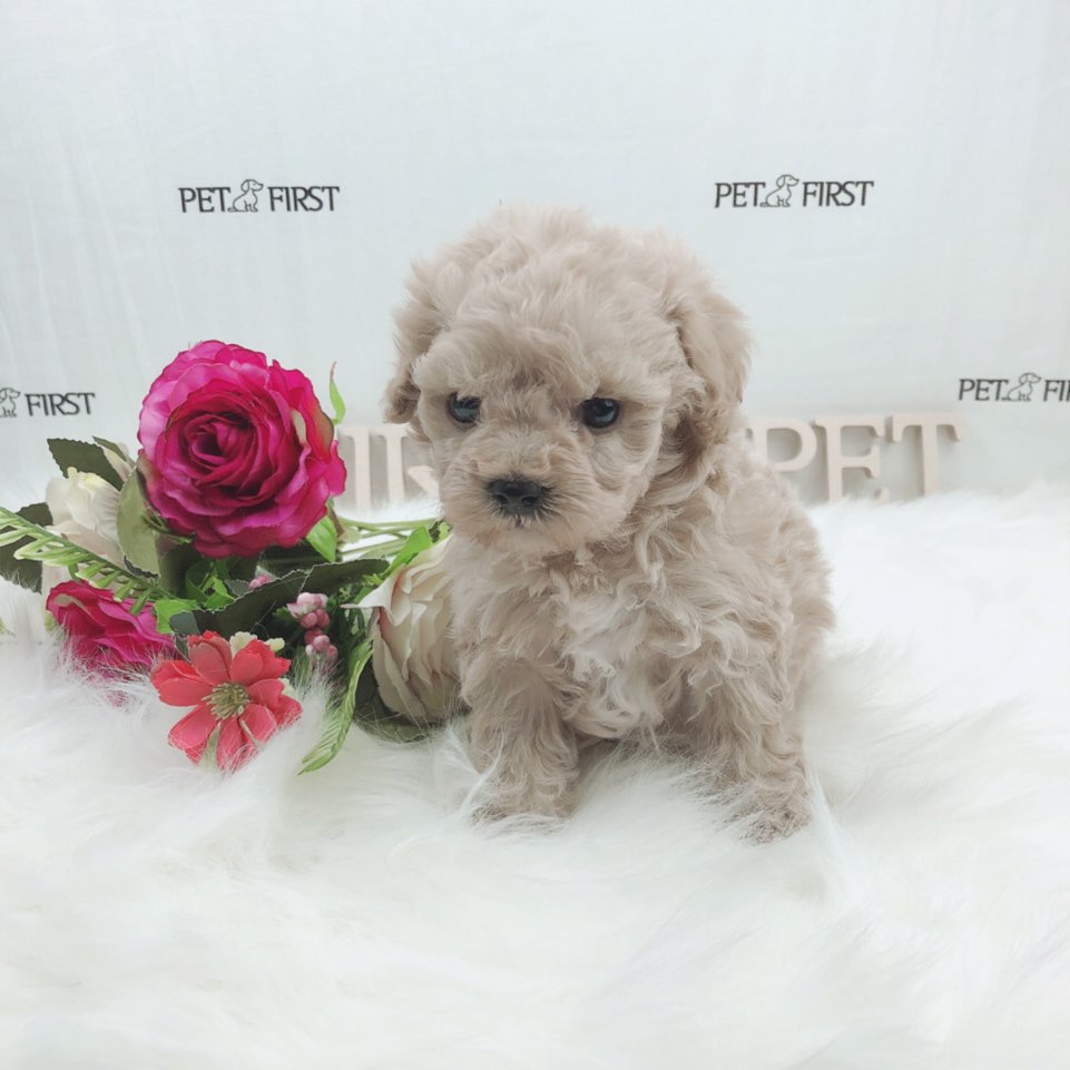 토이푸들 입양합니다