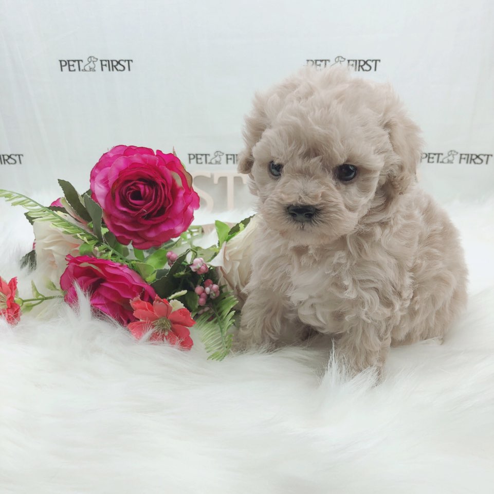 토이푸들 입양합니다