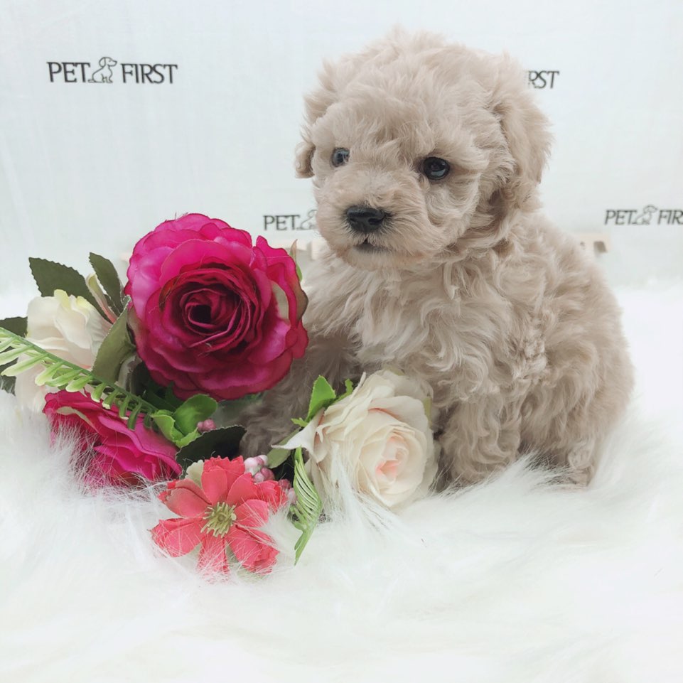 토이푸들 입양합니다