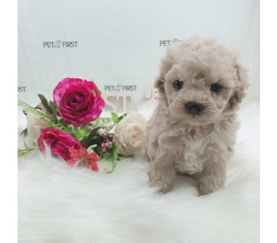 토이푸들 입양합니다