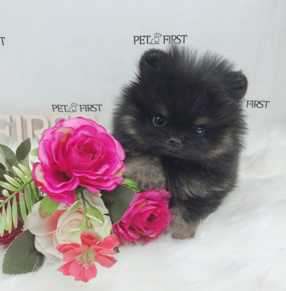 포메라니안 입양합니다