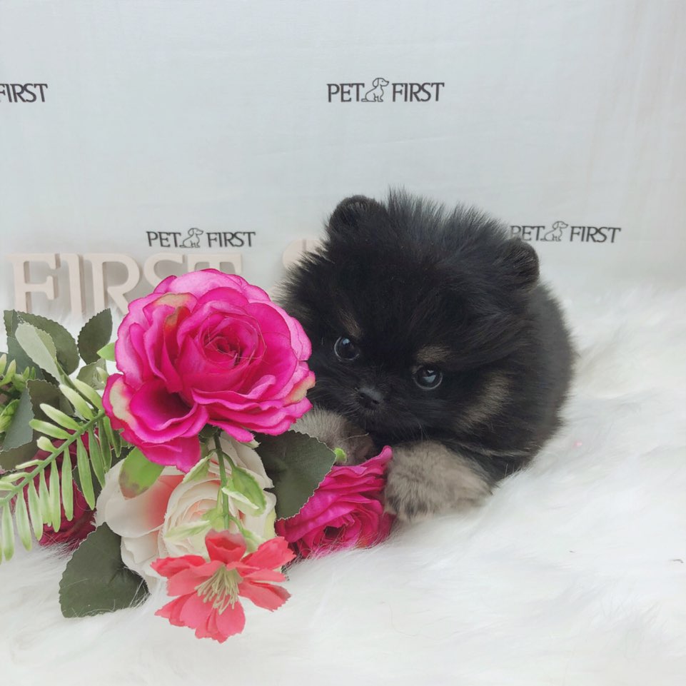 포메라니안 입양합니다