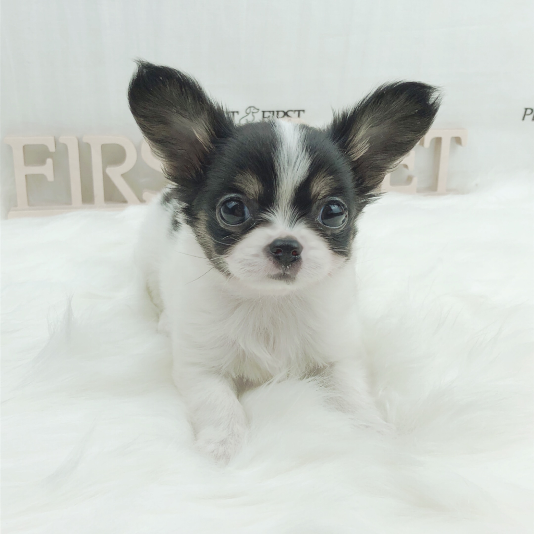 치와와 입양합니다