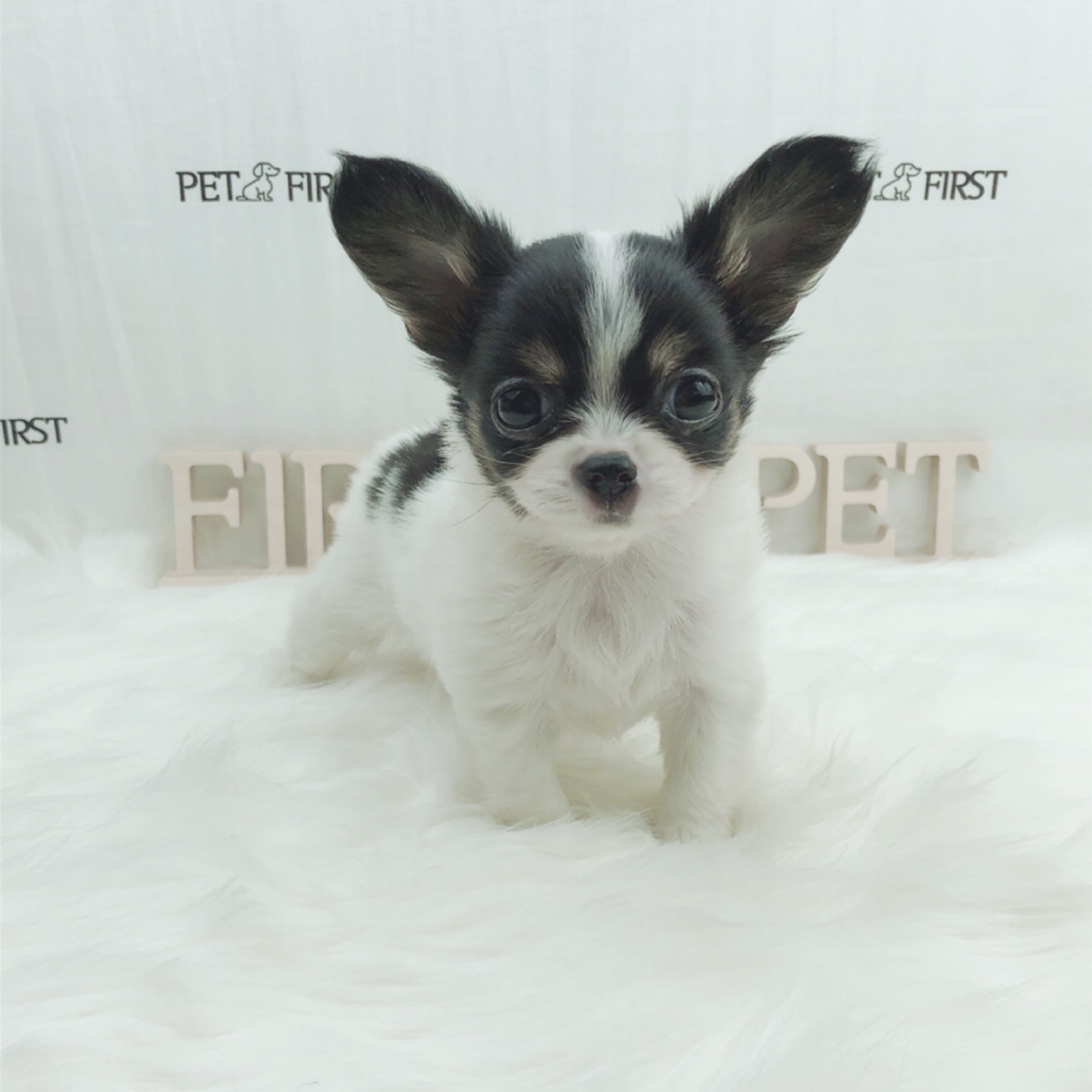 치와와 입양합니다