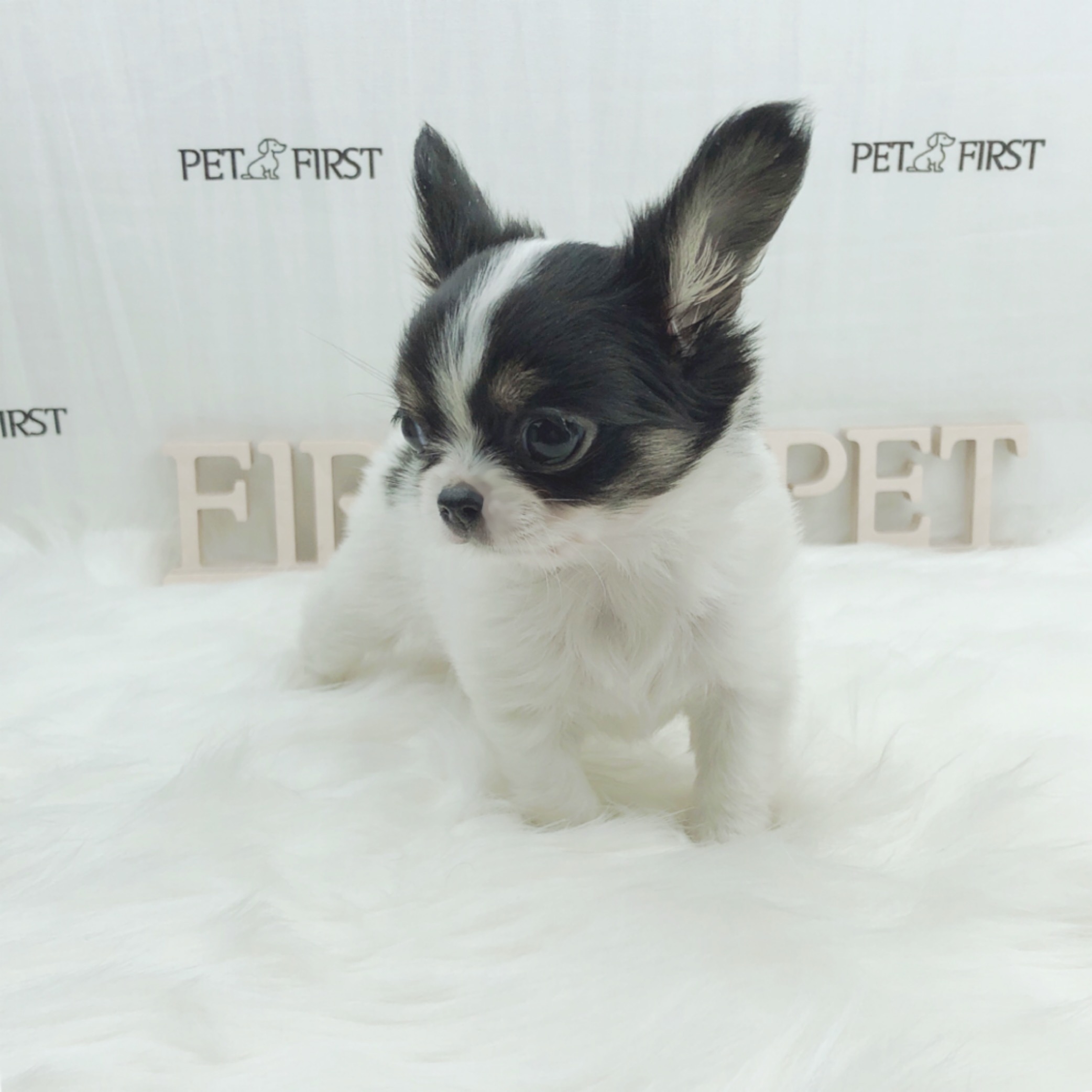 치와와 입양합니다