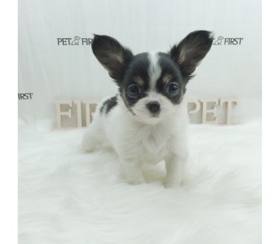 치와와 입양합니다