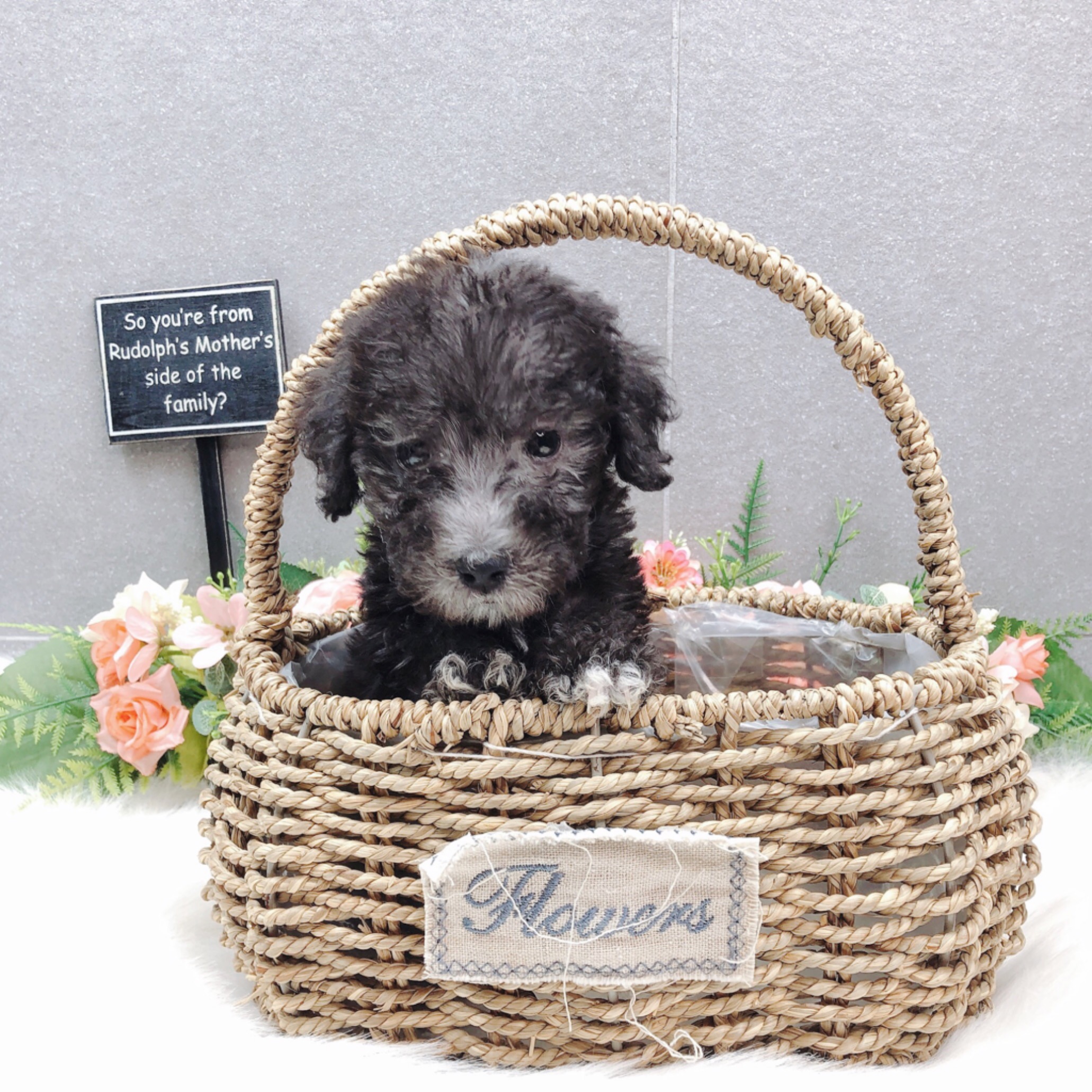 베를링턴테리어 입양합니다