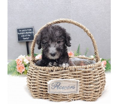 베를링턴테리어 입양합니다