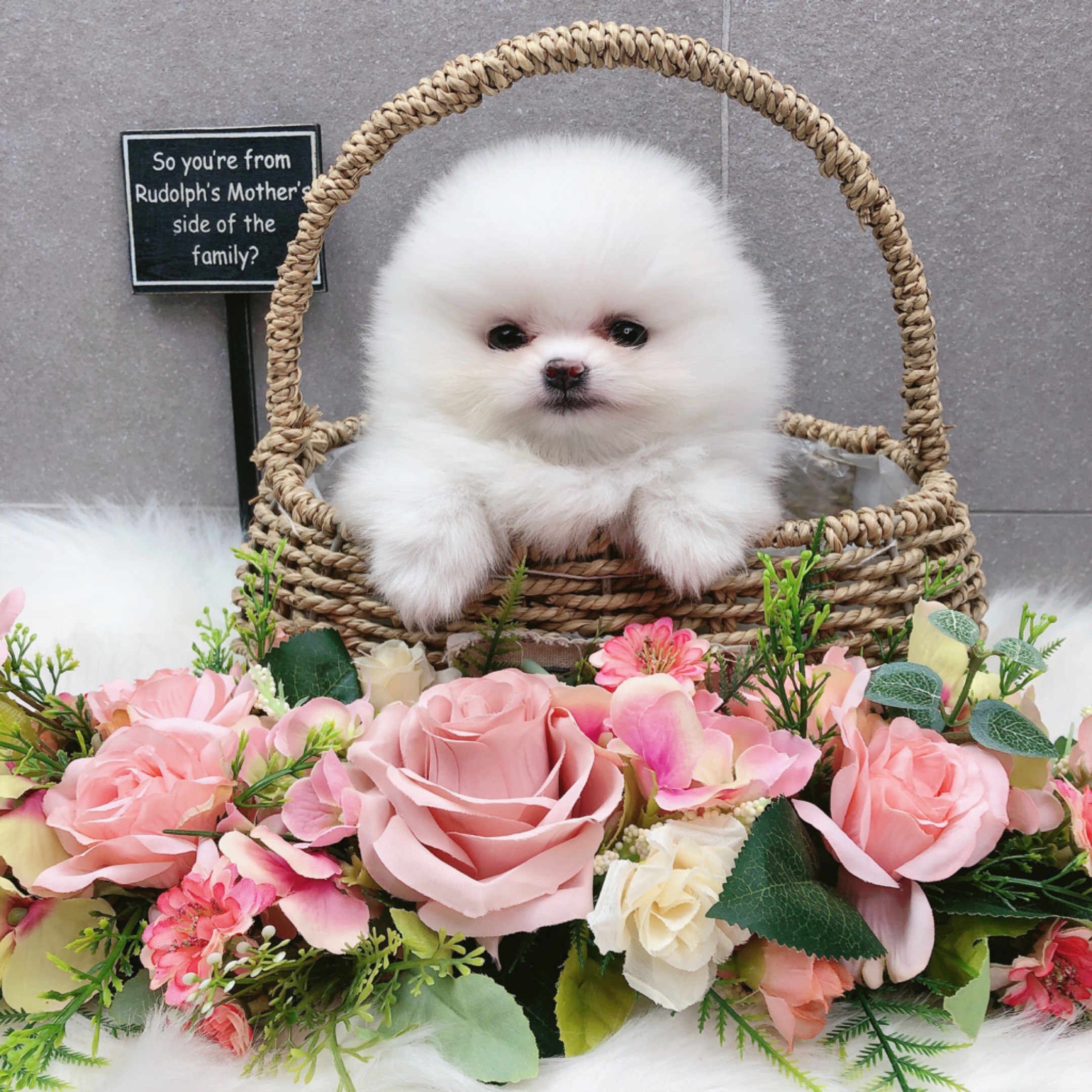 포메라니안 입양합니다