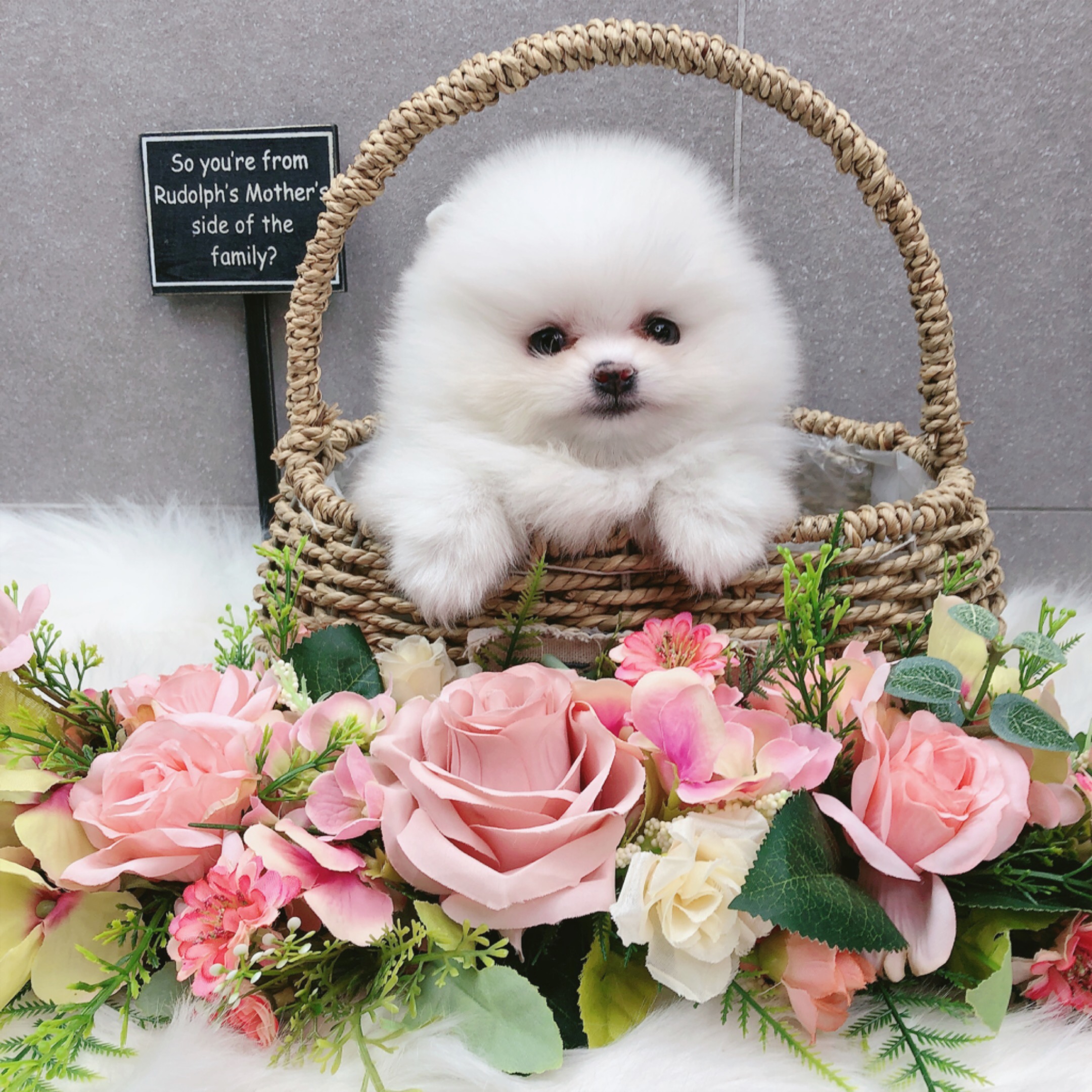 포메라니안 입양합니다