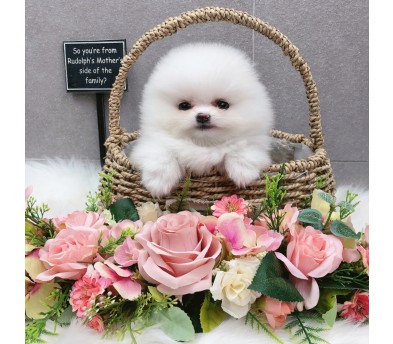 포메라니안 입양합니다