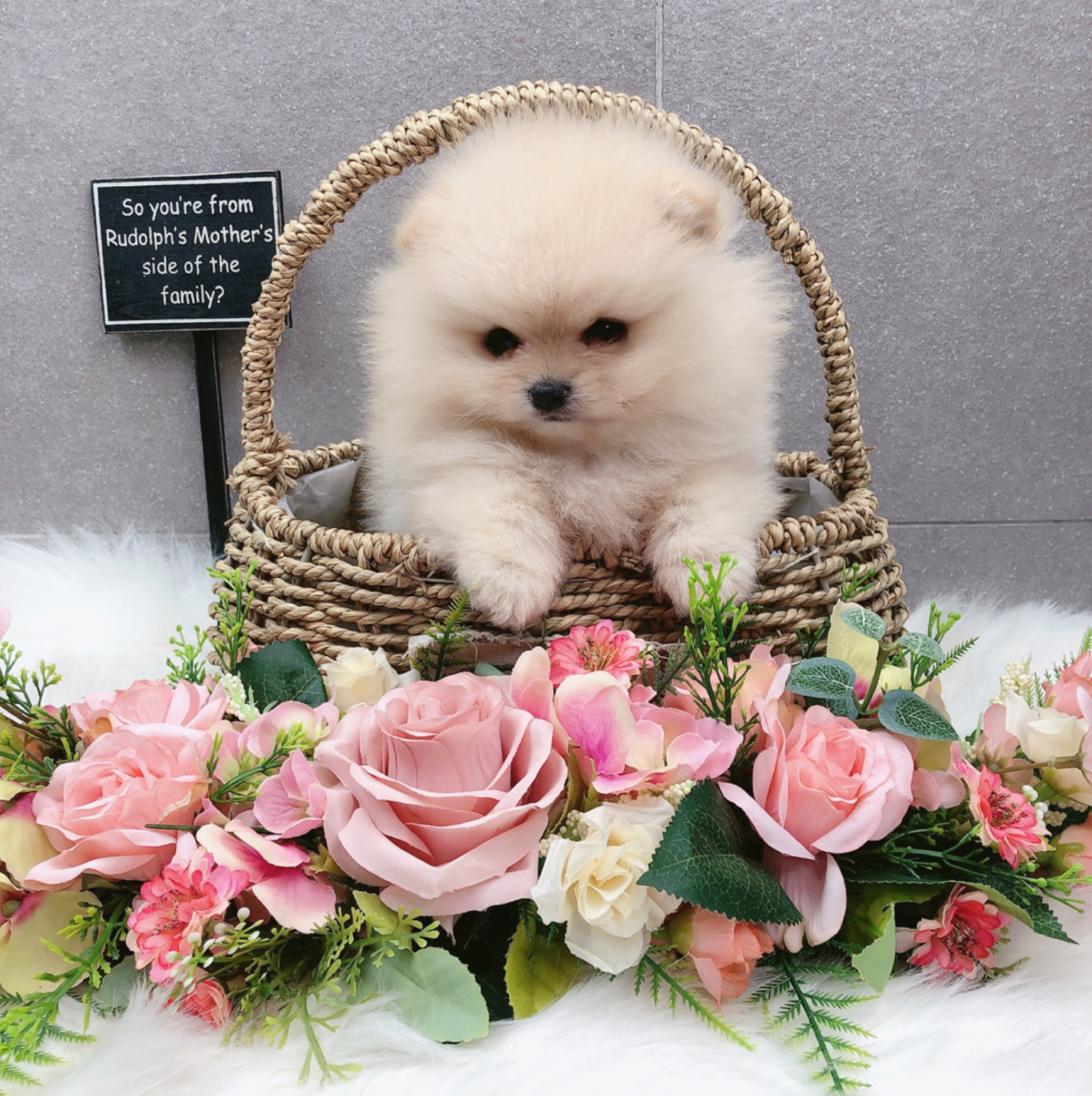 포메라니안 입양합니다