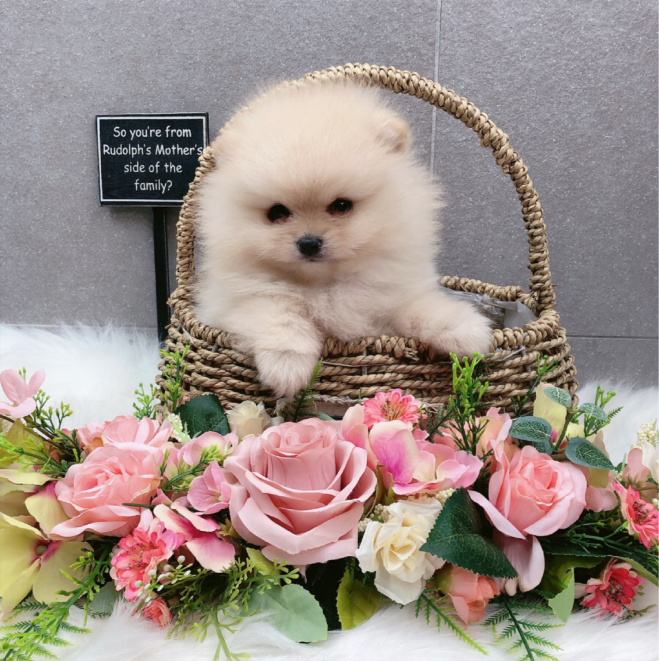 포메라니안 입양합니다