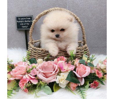 포메라니안 입양합니다