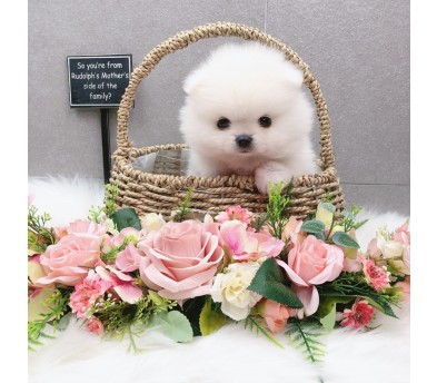 포메라니안 입양합니다