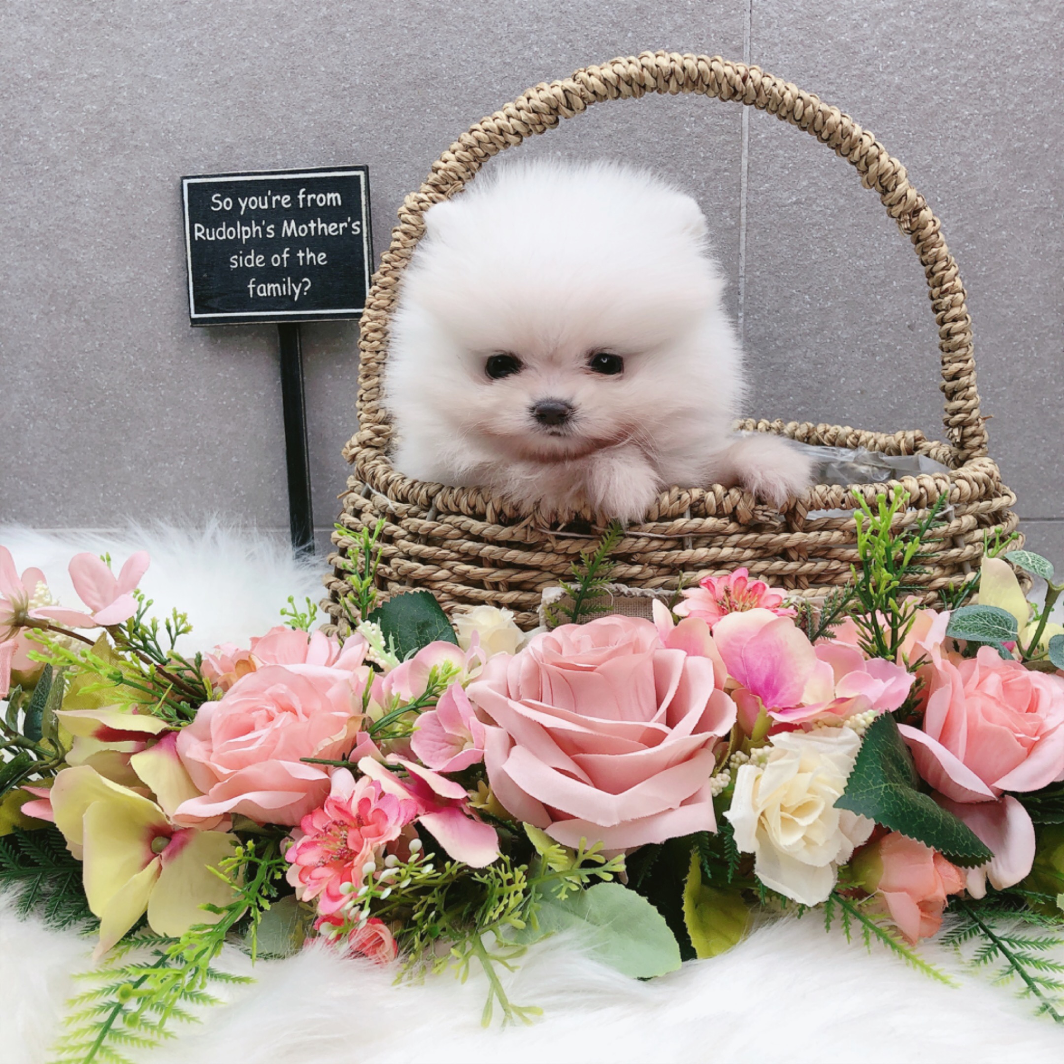 포메라니안 입양합니다