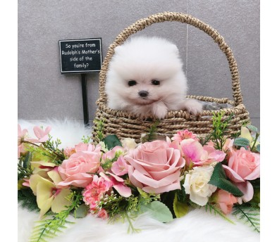 포메라니안 입양합니다