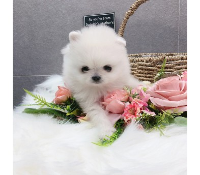 포메라니안 입양합니다