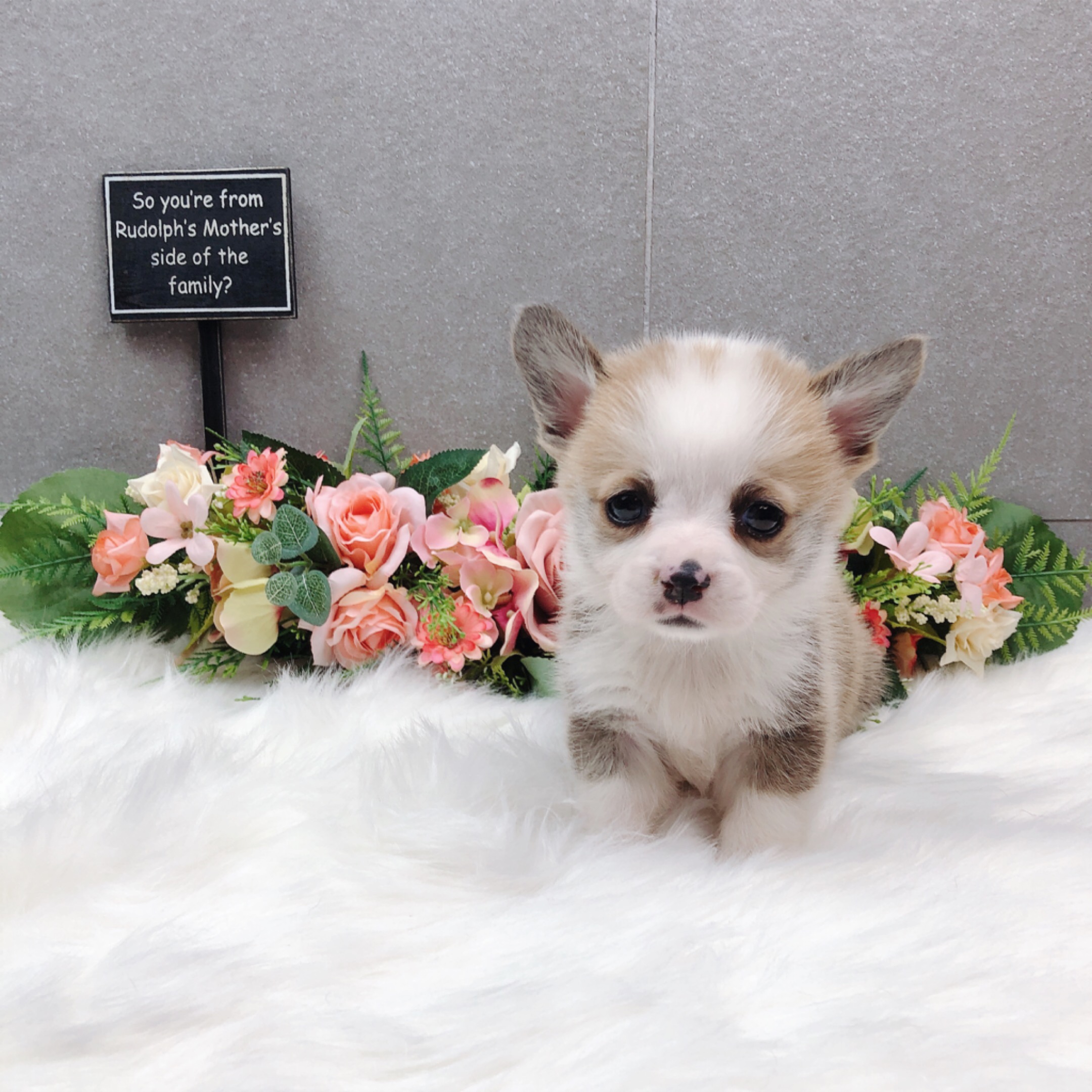 웰시코기 입양합니다