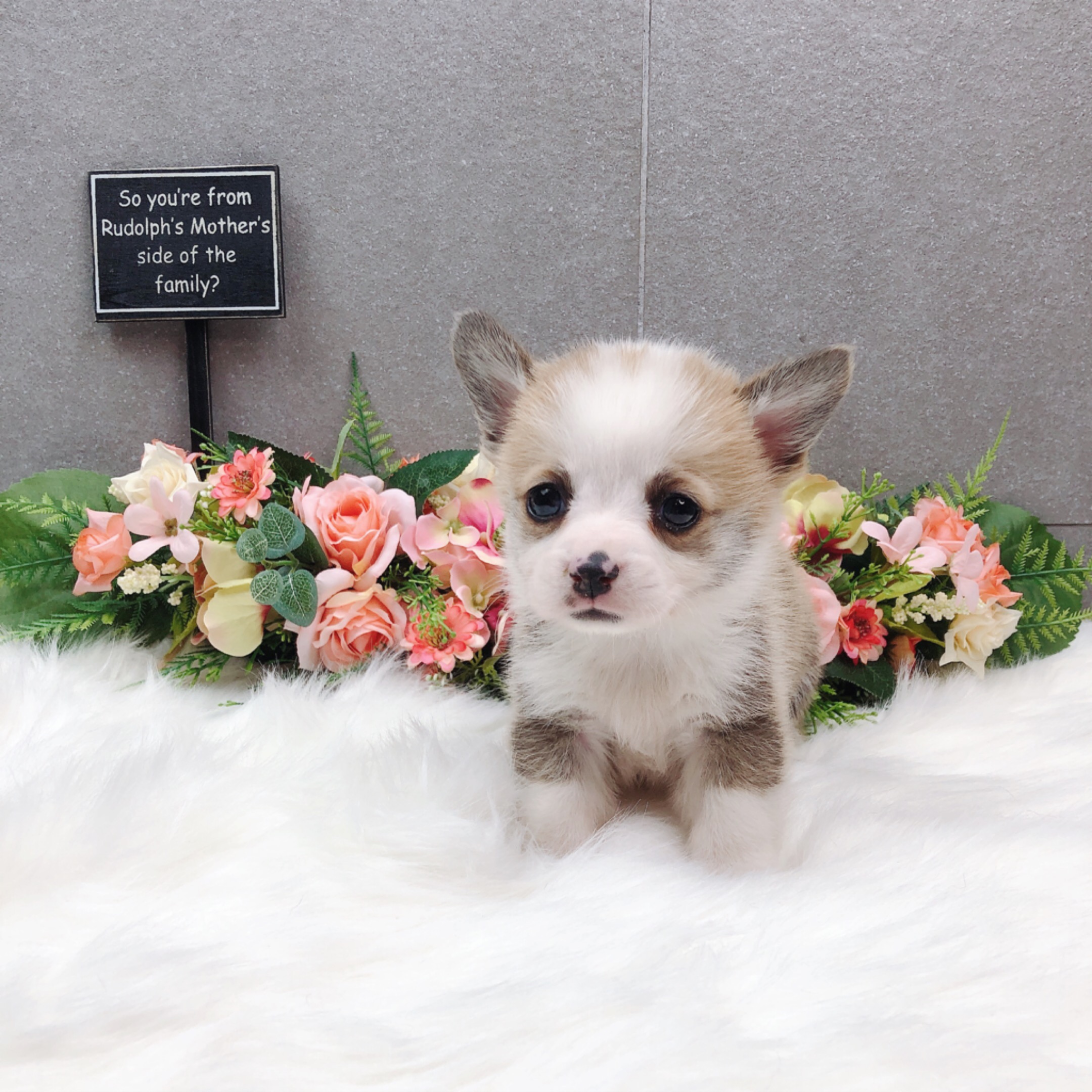 웰시코기 입양합니다