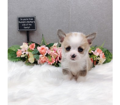 웰시코기 입양합니다